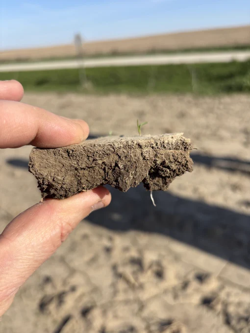 Example of crust found in a field 