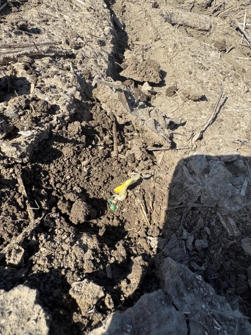 Corn seedling leafing out due to soil crusting 