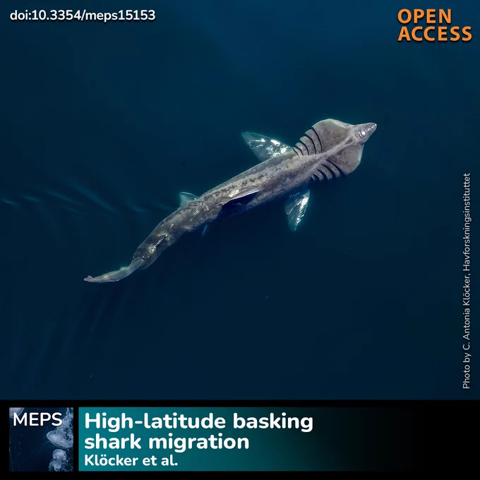 A basking shark is filter-feeding in surface waters. The shark is shown from the bird-perspective with its tail movement and the spread gills being visible. 