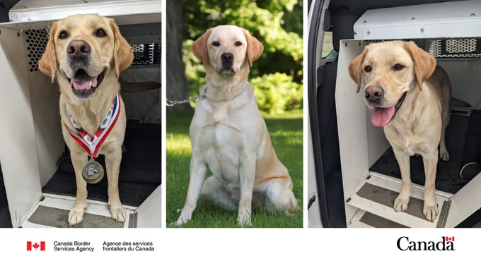 collage of photos of detector dog.