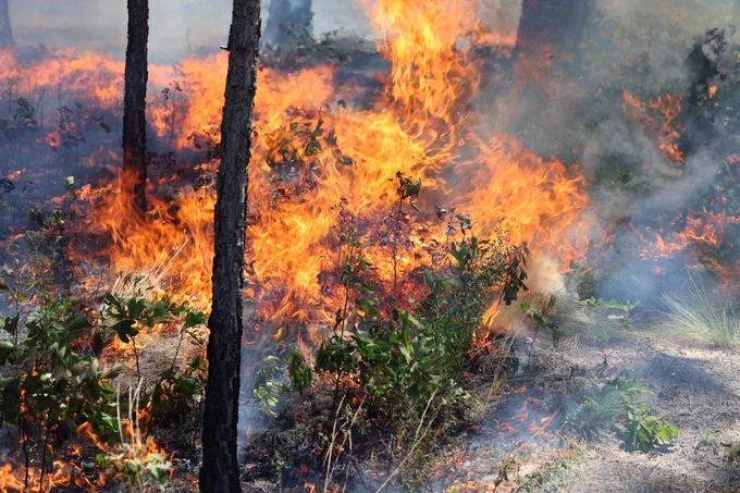 A low-angle shot of a vibrant prescribed burn sweeping through a forest floor. Orange and yellow flames consume green shrubs and dry undergrowth, with smoke drifting between pine tree trunks in the foreground and background.