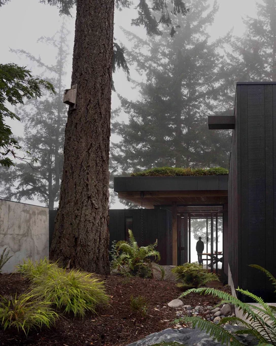 Foggy forest home with a large tree, ferns, and a silhouetted person standing in a glass-lined walkway.