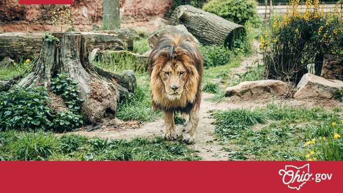 A lion walks along a path in a zoo enclosure.