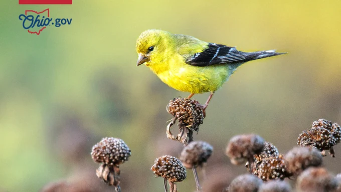 A bright yellow and black goldfinch sits atop some flowers.