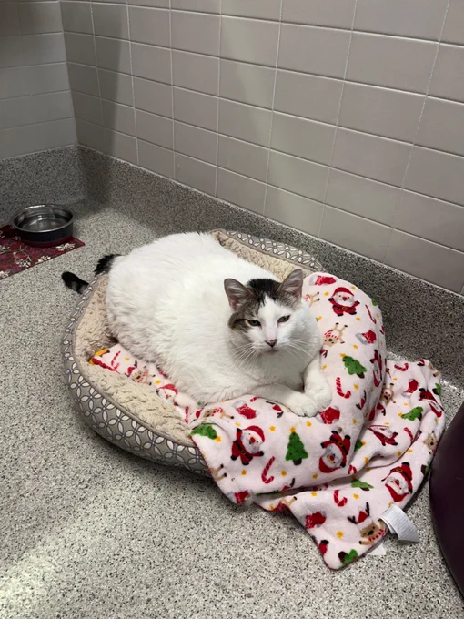 Sherman, a 27 lb. cat up for adoption at the Nebraska Humane Society, sitting in his bed