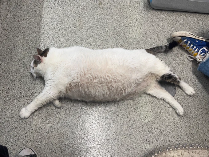 Sherman stretching out on the floor