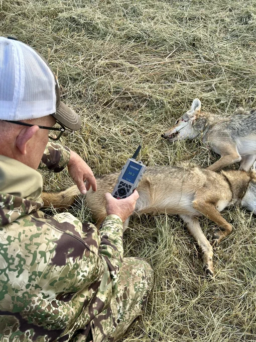 A hunter with two coyotes.