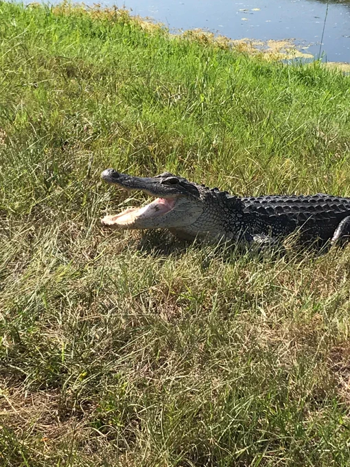 Alligator mississippiensis