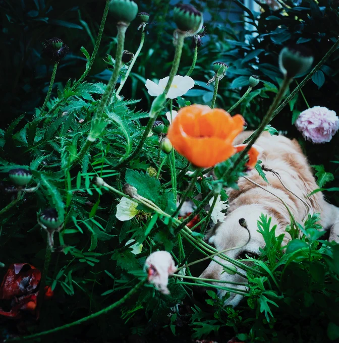 A golden retriever (Scarlet) lays calmly with her eyes looking up at the camera in a field of poppies; two white, one purple, and a prominent orange poppy against green vegetation.

image: Cig Harvey, "Scarlet and the Poppies, Rockport, Maine," Digital capture: 2014; print: 2025, Museum purchase, funds provided by the Melvin and Lorna Rubin Fund
