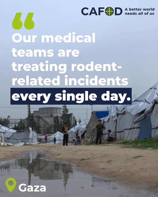 A graphic featuring a photo of tents in Gaza.

"Our medical teams are treating rodent-related incidents every single day." 