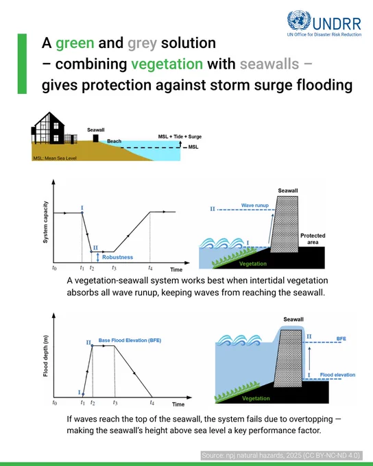 A green and grey solution 
– combining vegetation with seawalls – 
gives protection against storm surge flooding