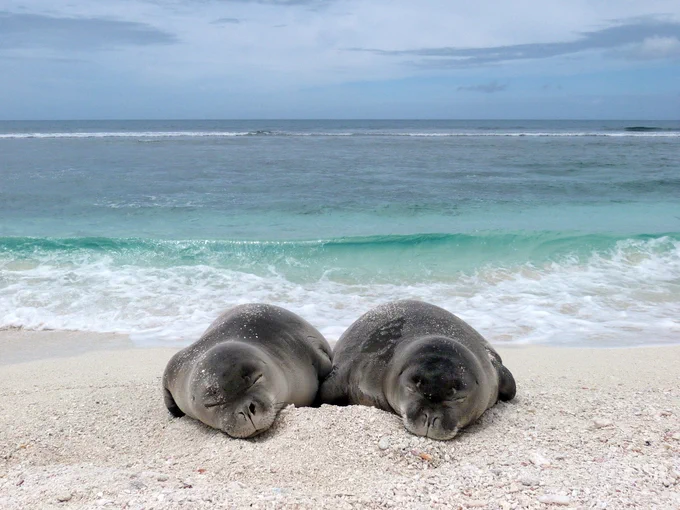 Photo of Hawaiian monks seal via NOAA/PMFSC/HMSRP.