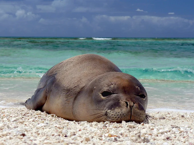 Photo of a monk seal on a beach via Mark Sullivan/NOAA.