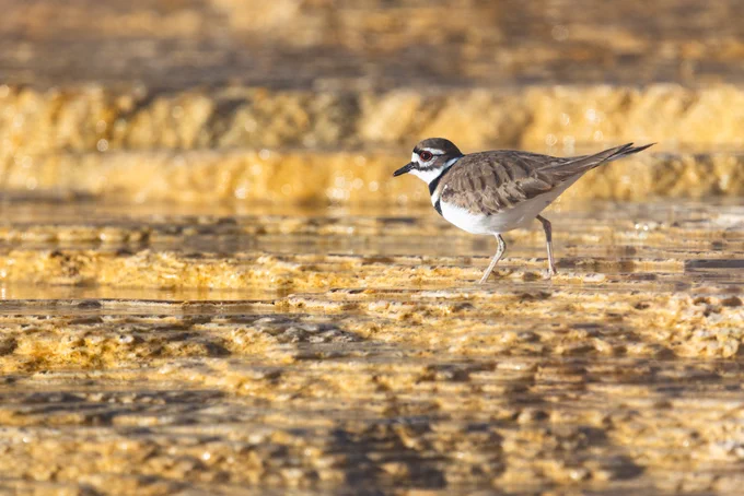 A small bird with a white belly and neck and tan/dark brown feathers walking across a yellow/orange hydrothermal feature.
