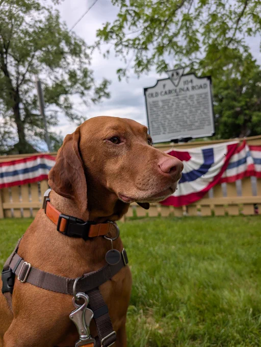 Vizsla dog Yonder seated in a grassy area in front of patriotic bunting and a new historical plaque.