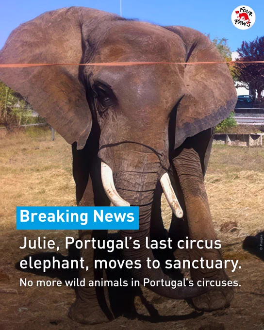 Elephant Julie with text: "Breaking news: Julie, Portugal's last circus elephant, moves to sanctuary. No more wild animals in Portugal's circuses."