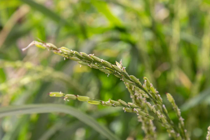 Rice spikelets with florets