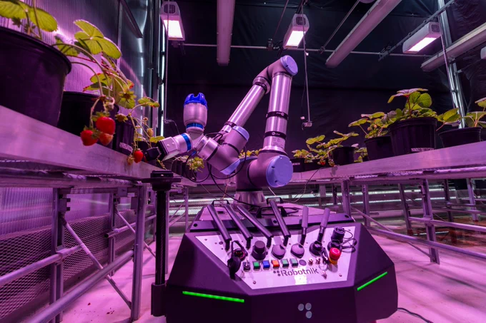 A robot is tending to strawberry plants in a controlled indoor environment. The room is lit with purple grow lights, and various potted plants are arranged on metal shelves. The setting appears to be a high‑tech agricultural facility.