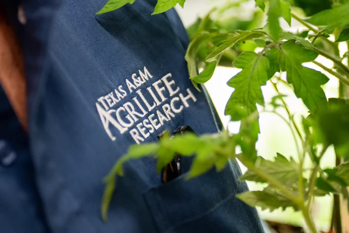 A person wearing a blue shirt with the Texas A&M AgriLife Research logo is standing near green plant leaves.