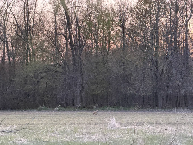 Red fox in field of rye with spring forest in the background