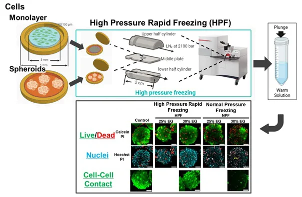 Experimental overview of high-pressure freezing of cells and tissues
©2026 Fang Song, Masaki Nishikawa