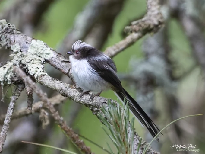 Fluffy juvenile Long-tailed Tit perched on a lichen-covered branch in woodland. The small bird has soft grey, white and brown feathers, a long tail and a slightly scruffy crest, with a blurred green background behind it.