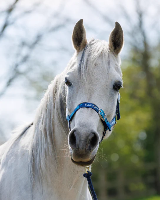 Wady, white horse wearing a blue halter, labelled "Blue Cross" stands outdoors with a blurred background of trees under a clear sky.