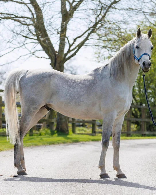 A grey horse wearing a blue halter stands on a paved path. In the background, there are trees and a wooden fence.