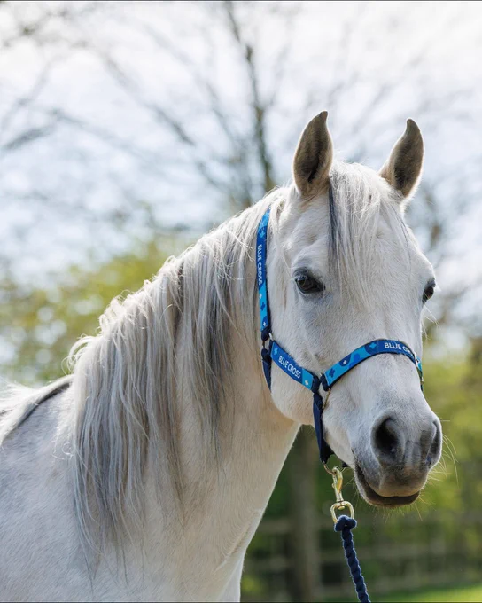 A white horse wearing a blue halter with the text "Blue Cross" stands in a sunny outdoor area. Trees with green foliage are visible in the background.