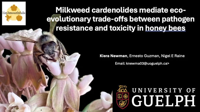 Host-pathogen interactions are shaped by ecological and evolutionary factors, including exposure to phytochemicals that function as both therapeutic and toxic agents. In honey bees (Apis mellifera), the microsporidian pathogen Nosema ceranae affects health and reduces survival, yet the role of phytochemicals in mediating disease remains poorly understood. Milkweeds (Asclepias spp.), planted to support Monarch butterfly conservation, produce toxic cardenolides that deter herbivores and parasites, and to which flower visitors can be exposed by consumption of nectar. We experimentally tested how consumption of ecologically relevant cardenolide concentrations in artificial nectar influenced Nosema ceranae infection, survival, and weight change in honey bee workers.