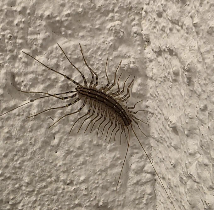 Das Bild zeigt einen Spinnenläufer (Scutigera coleoptrata) der auf einer weißen Rauputzwand sitzt, auch bekannt als Spinnenassel. Der Körper ist braun gefärbt und etwa 20 mm lang. Markant sind die drei dunklen Längsstreifen auf dem Rücken. Er hat ziemlich viele Beinpaare (das Internet sagt 15) und ein Fühler- und ein Geißelpaar. Wo vorne und hinten ist, kann ich leider nicht sagen :)