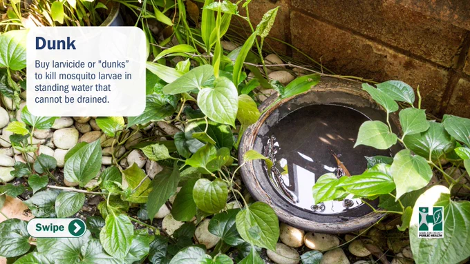 Use mosquito dunks, or larvicide, in standing water that cannot be drained.