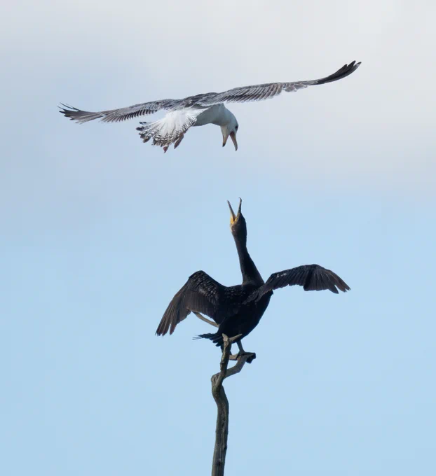 Gull annoys cormorant
