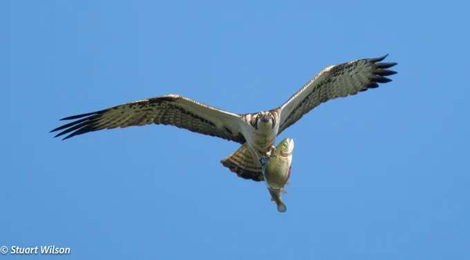 Male osprey "3H4" with sizeable catch, Lagoon 1 Rutland Water