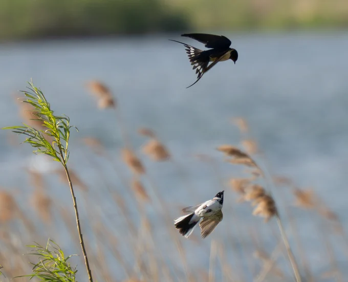 Swallow and reed bunting have a disagreement