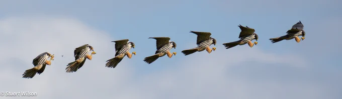 Sequence showing hobby catching an insect at Rutland Water