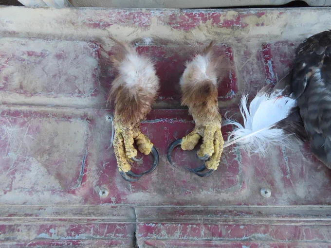 The feet of a golden eagle that were taken as part of a law enforcement case to stop illegal wildlife poaching. 