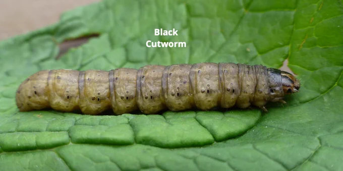 Black cutworm