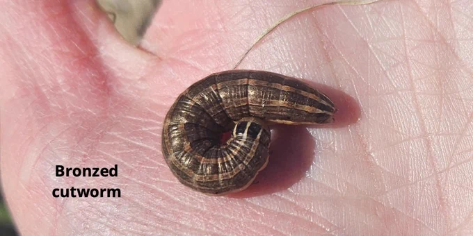 Bronzed Cutworm