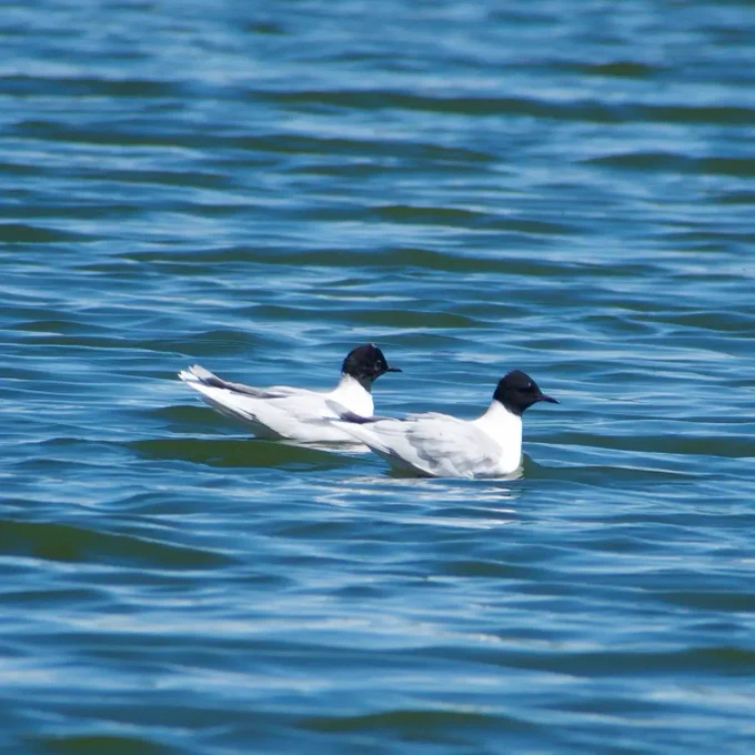 Little Gulls at Stanford Reservoir taken by Chris Hubbard.