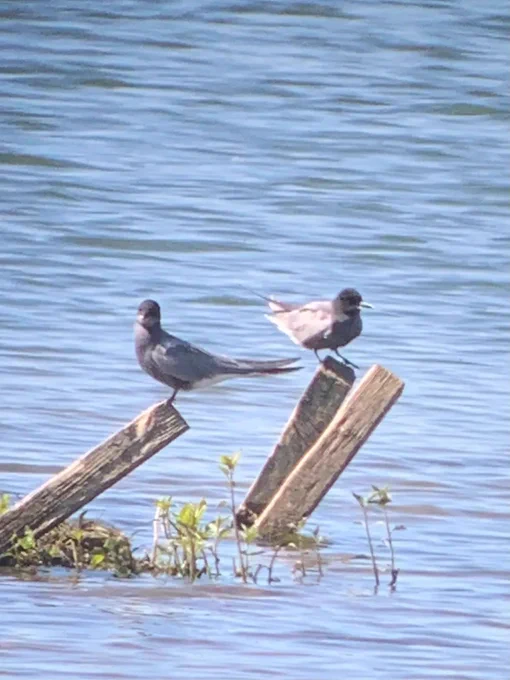 Black Terns in the Dearne Valley, taken by Mark Langston.