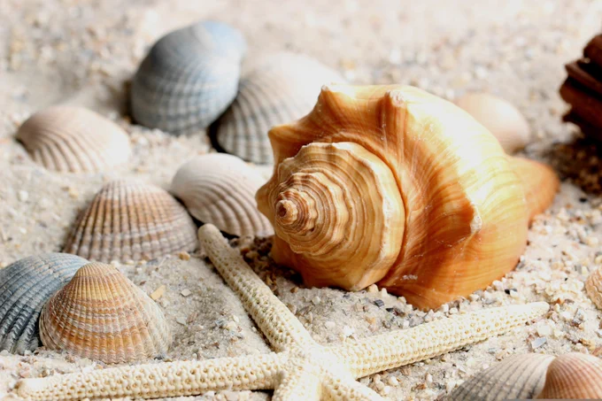 Shell and a starfish in sand to reflect the beach theme of the art session.