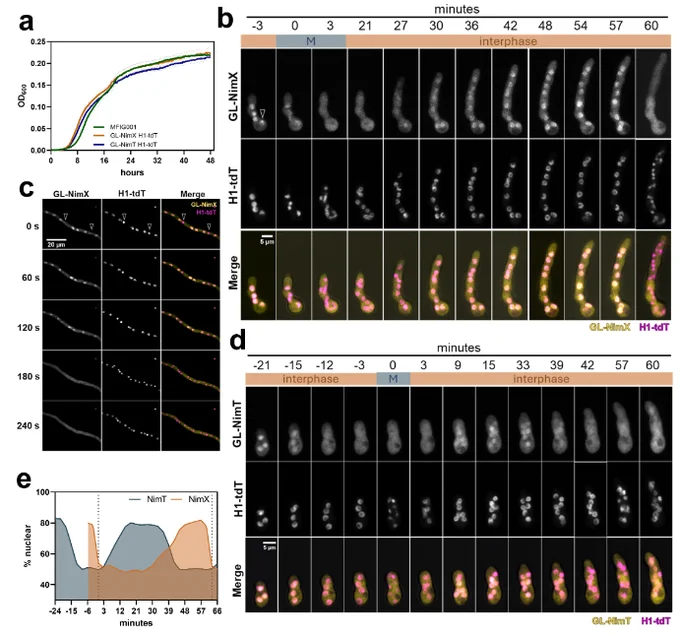 Dynamic localization of NimX and NimT during the duplication cycle in A. fumigatus. 
