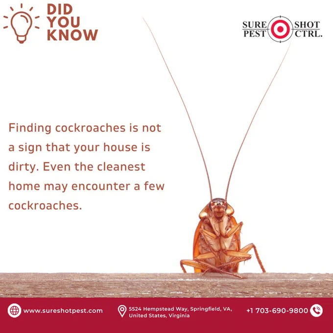 cockroach close image, pest control awareness, roach prevention tip, Virginia pest management,