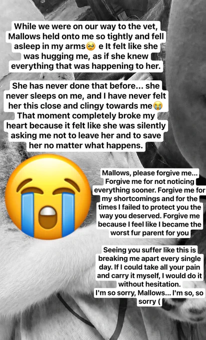 #emergency #helptwt #promotwt #oc #moots #artist #kpoptwt #anitwt #comms #mutuals #yumetwt #kofi #Comms #Art #Arts #Help #Cats #Goku #Vgen #Commission #m17art #Vet #commsopen #furry #furrytwt #nsfw