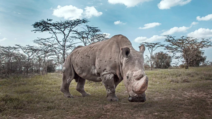 A rhinoceros stands on a grassy plain with sparse trees in the background under a blue sky with scattered clouds.