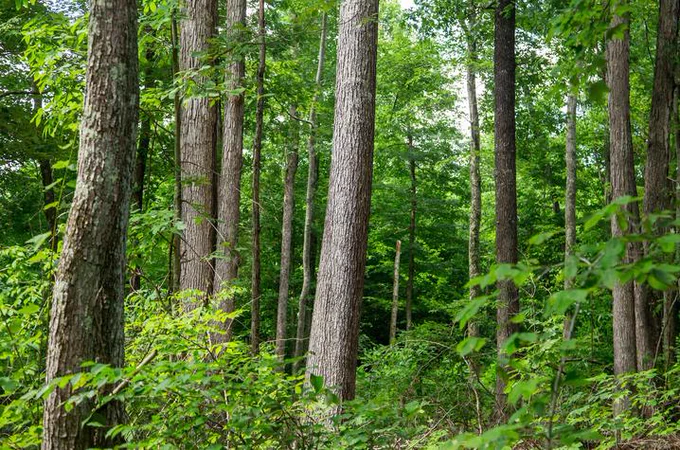 white oak trees