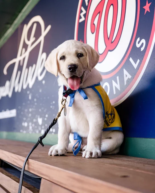 a blond lab puppy about three baseballs tall wears a yellow and blue vest and sits on a wooden bench in the Washington Nationals' dugout. he looks at the camera with a tongue-out smile.
