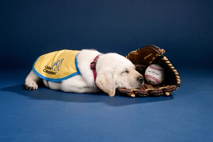 Natty is fast asleep with his chin resting on a baseball glove that is about twice the size of his head. there's a baseball inside the glove. it's exhausting work being a puppy.