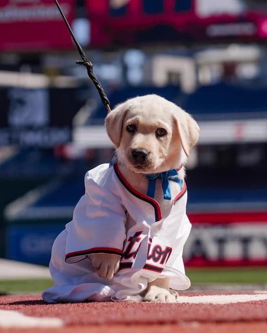 Natty, the blond lab puppy, sits in the infield of a baseball stadium wearing a Washington Nationals jersey that swallows him up. he looks seriously at the camera and has his front paw raised.